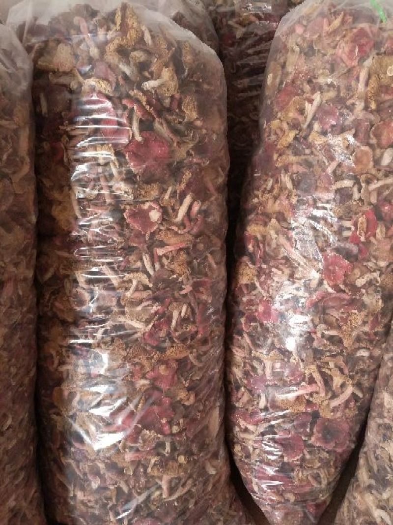 野生红菇开菇