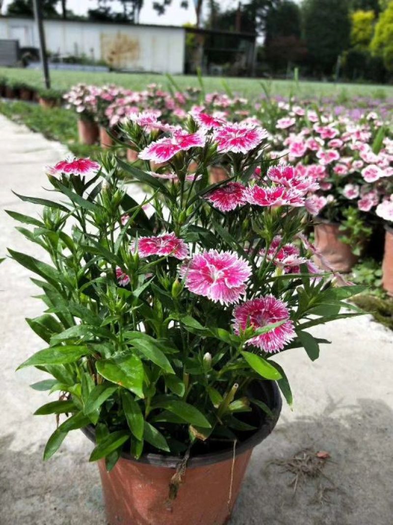 鲜花