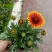 鲜花