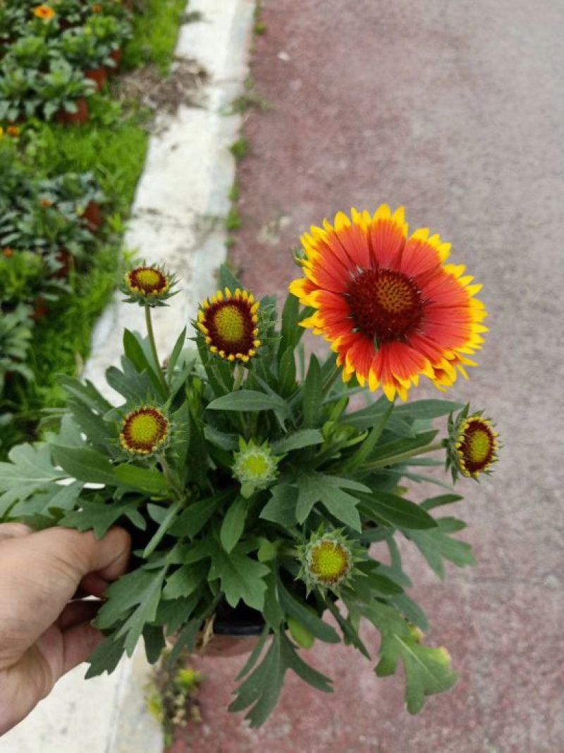 鲜花