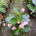 鲜花