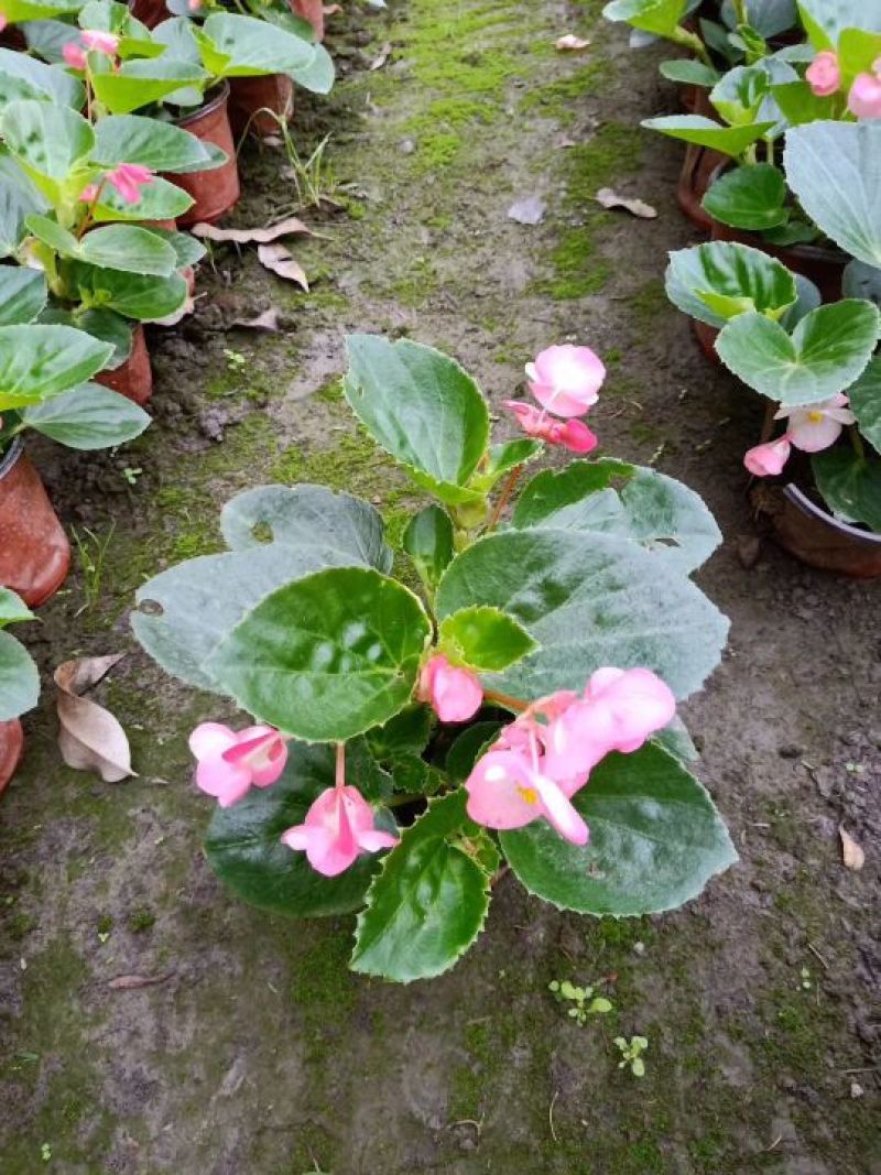 鲜花