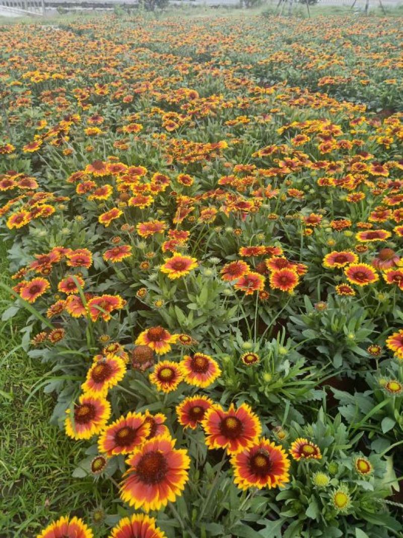 鲜花