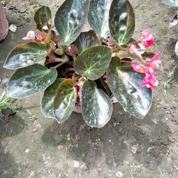 鲜花