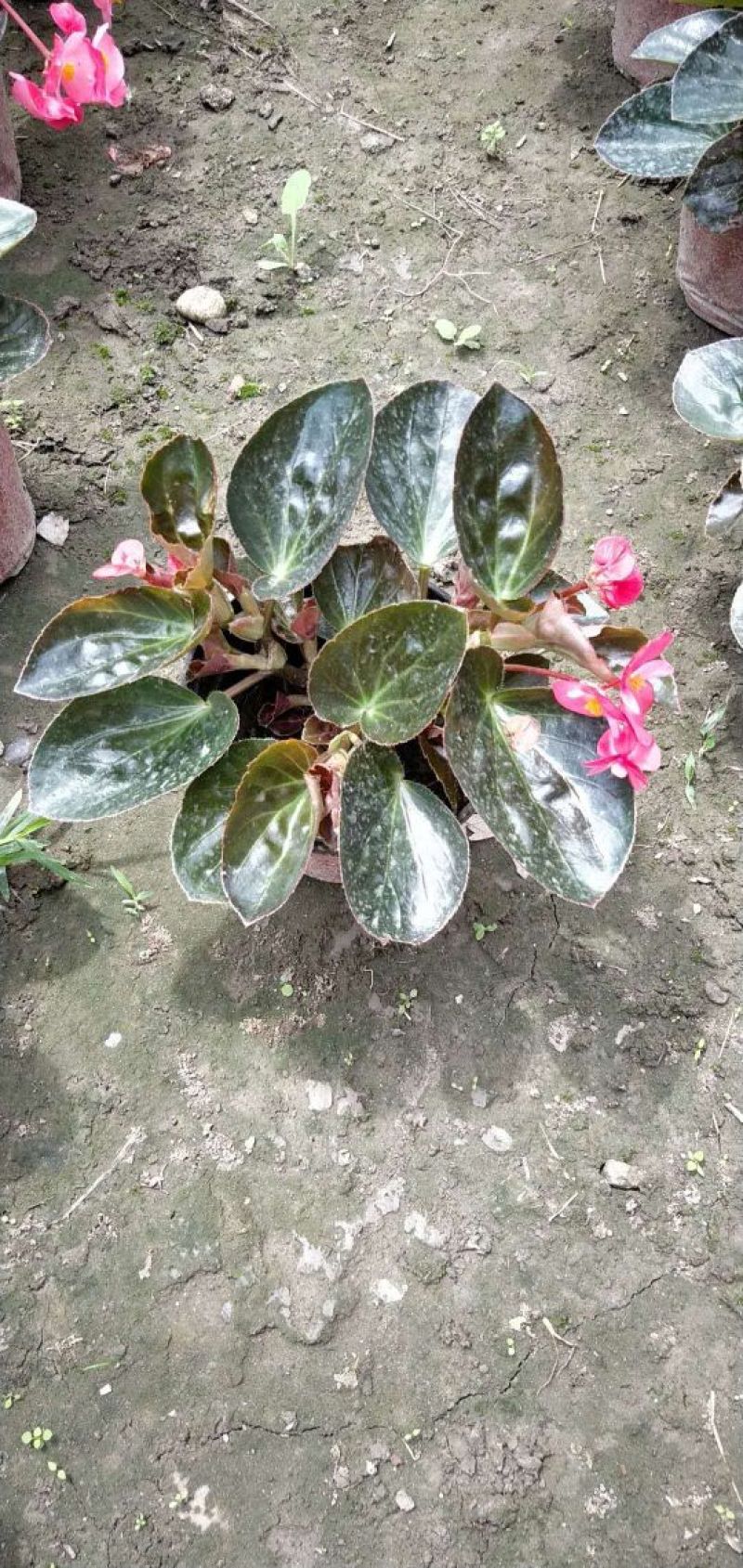 鲜花