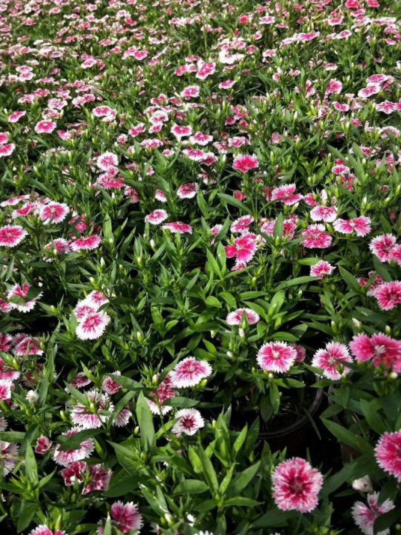 鲜花