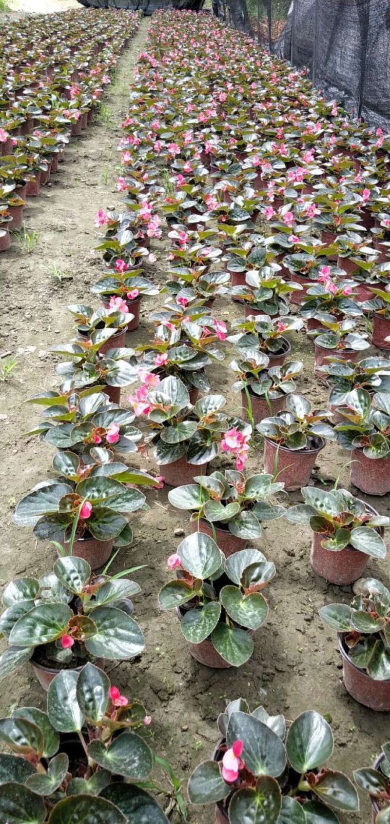 鲜花