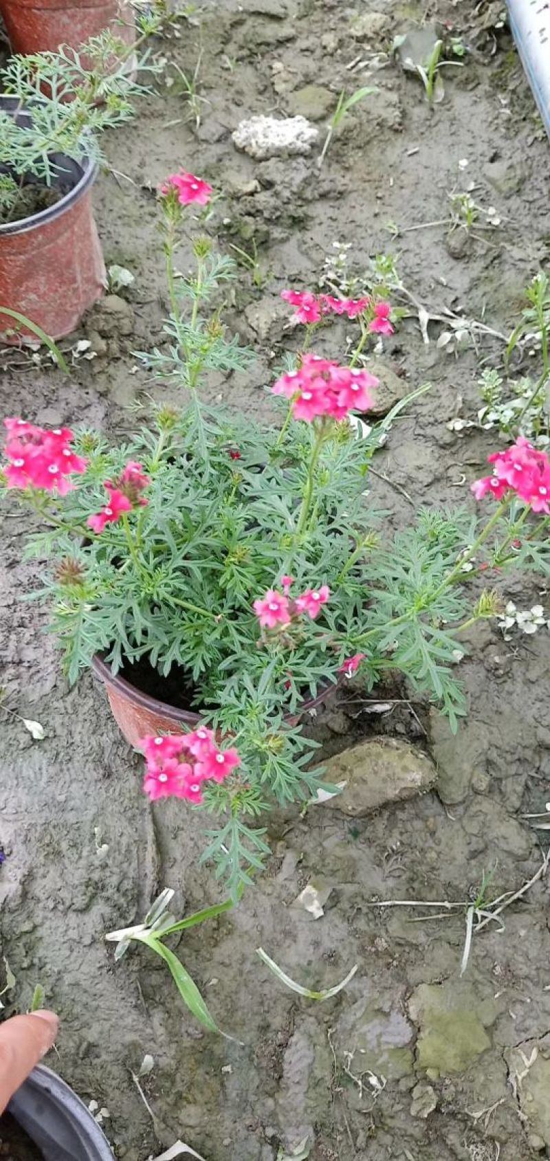 鲜花