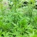 艾草野生艾草大量供应
