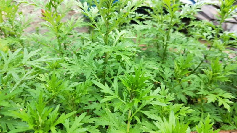 艾草野生艾草大量供应