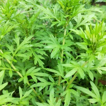艾草野生艾草大量供应