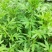 艾草野生艾草大量供应