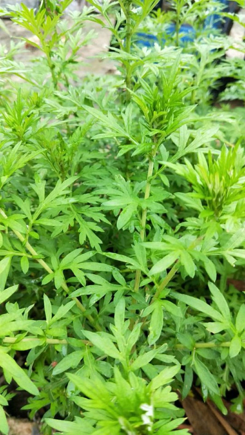 艾草野生艾草大量供应