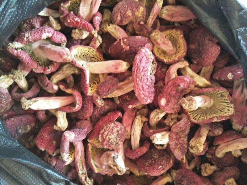 红菇