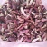 红菇