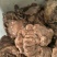 纯肉批发，熟驴肉55一斤，假一罚十，