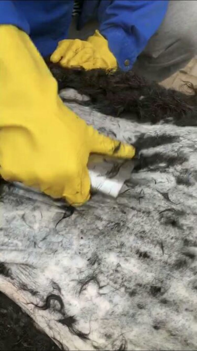纯手工制作阿胶，驴皮腿毛无任何化学添加，