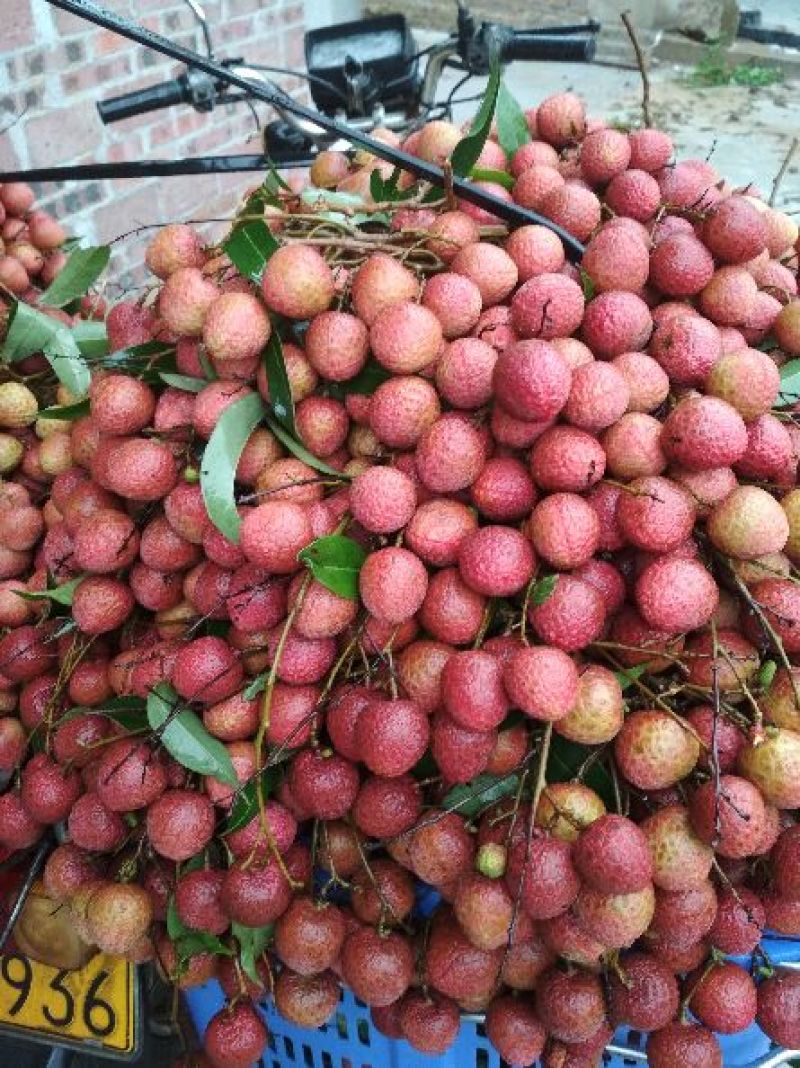 黑叶荔枝白蜡荔枝，已经大量上市，本地荔枝价格便宜，果头大