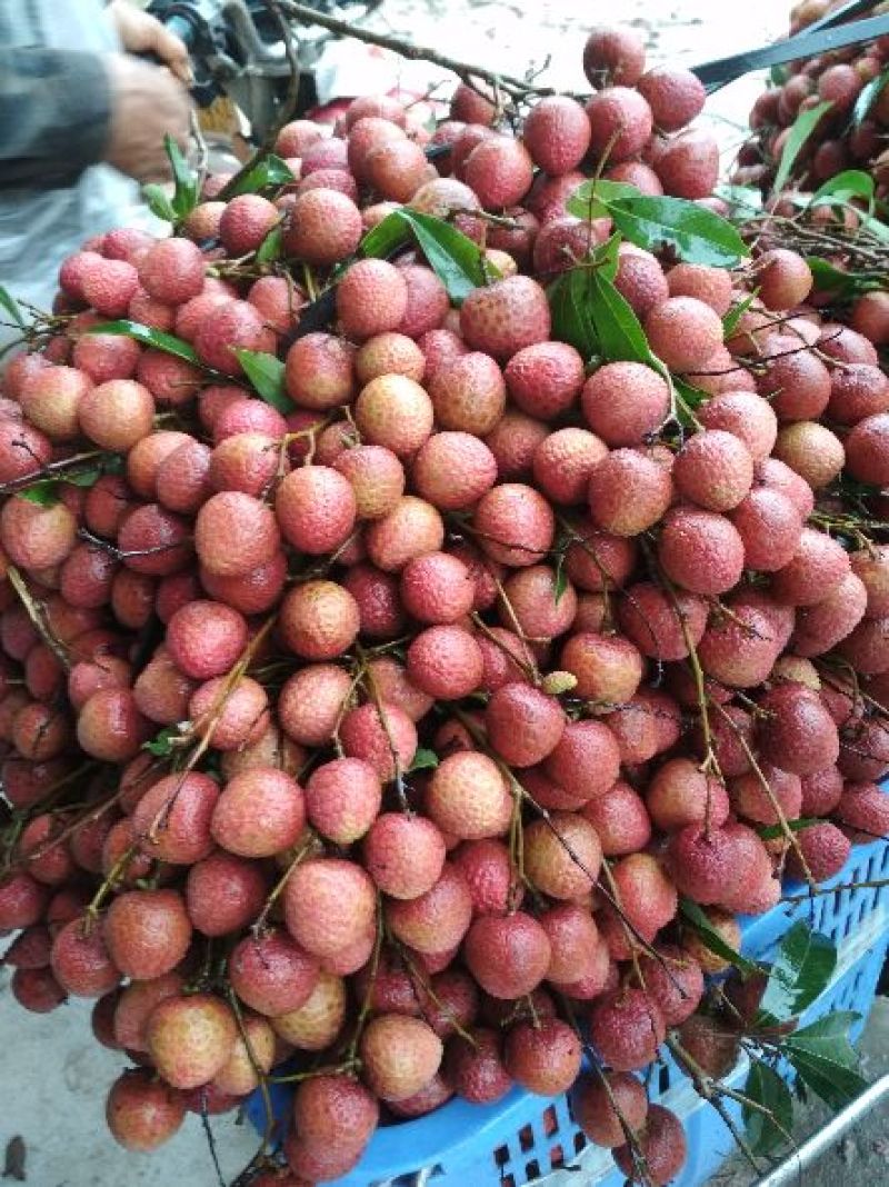 黑叶荔枝白蜡荔枝，已经大量上市，本地荔枝价格便宜，果头大