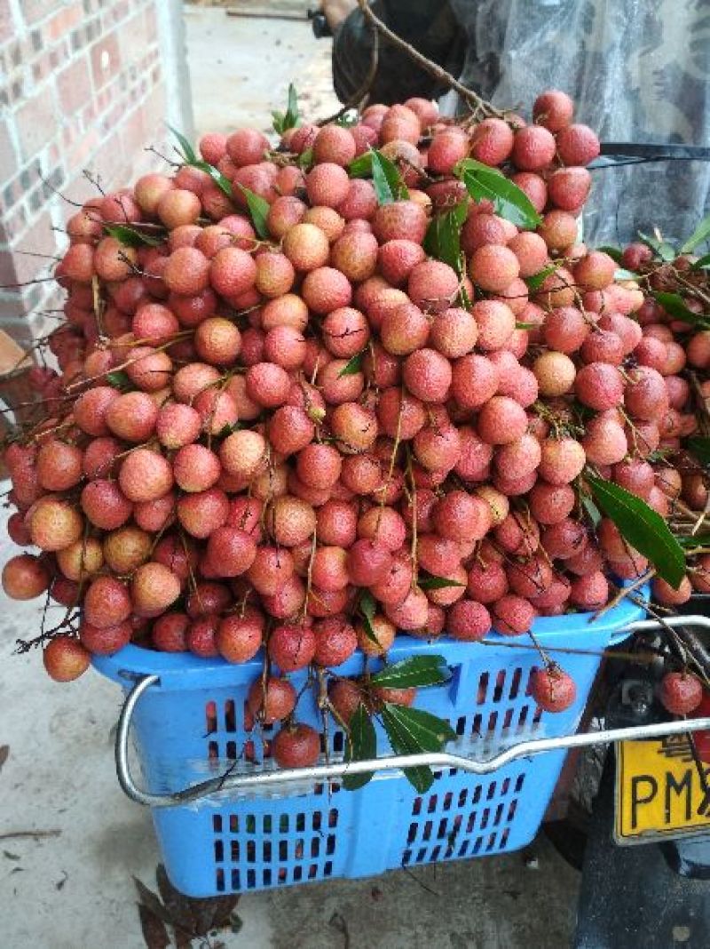 黑叶荔枝白蜡荔枝，已经大量上市，本地荔枝价格便宜，果头大