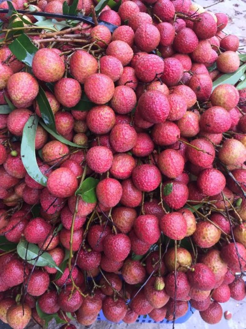 黑叶荔枝白蜡荔枝，已经大量上市，本地荔枝价格便宜，果头大