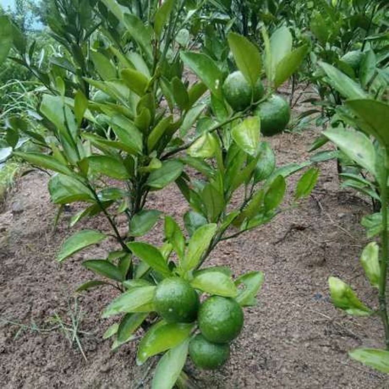 砂糖橘苗