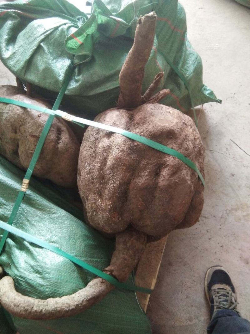 滇鸡血藤，鲜货。联系我时请说是一亩田上看到的