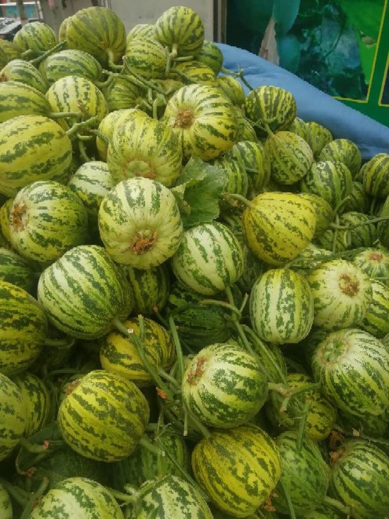 花蕾甜瓜，头茬瓜，个头均匀，上货量大，价格合理
