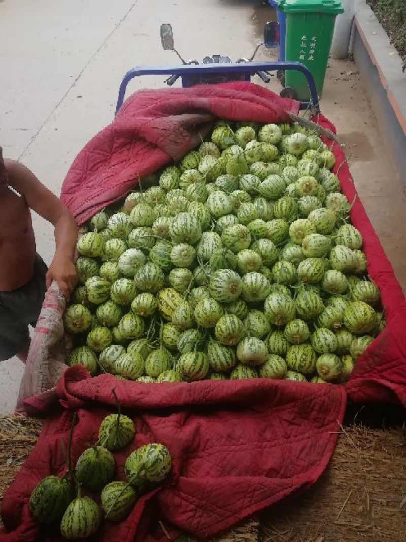 花蕾甜瓜，头茬瓜，个头均匀，上货量大，价格合理