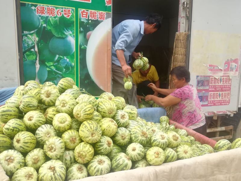 花蕾甜瓜，头茬瓜，个头均匀，上货量大，价格合理
