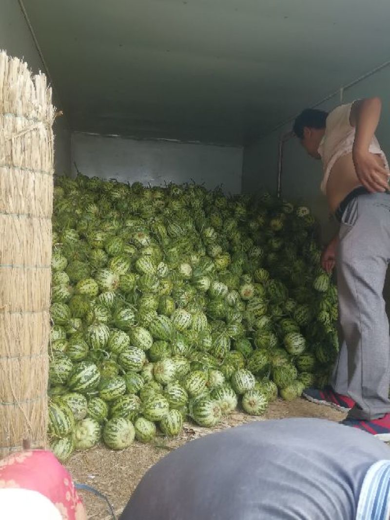 花蕾甜瓜，头茬瓜，个头均匀，上货量大，价格合理