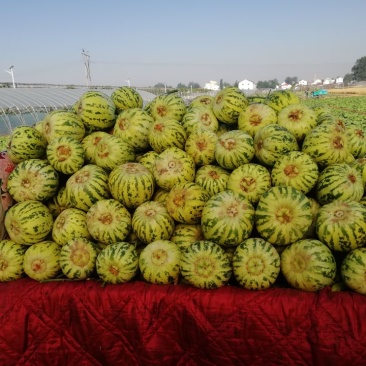 花蕾甜瓜，头茬瓜，个头均匀，上货量大，价格合理
