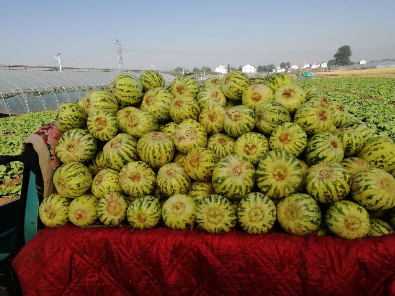 花蕾甜瓜，头茬瓜，个头均匀，上货量大，价格合理
