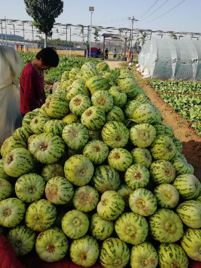 花蕾甜瓜，头茬瓜，个头均匀，上货量大，价格合理