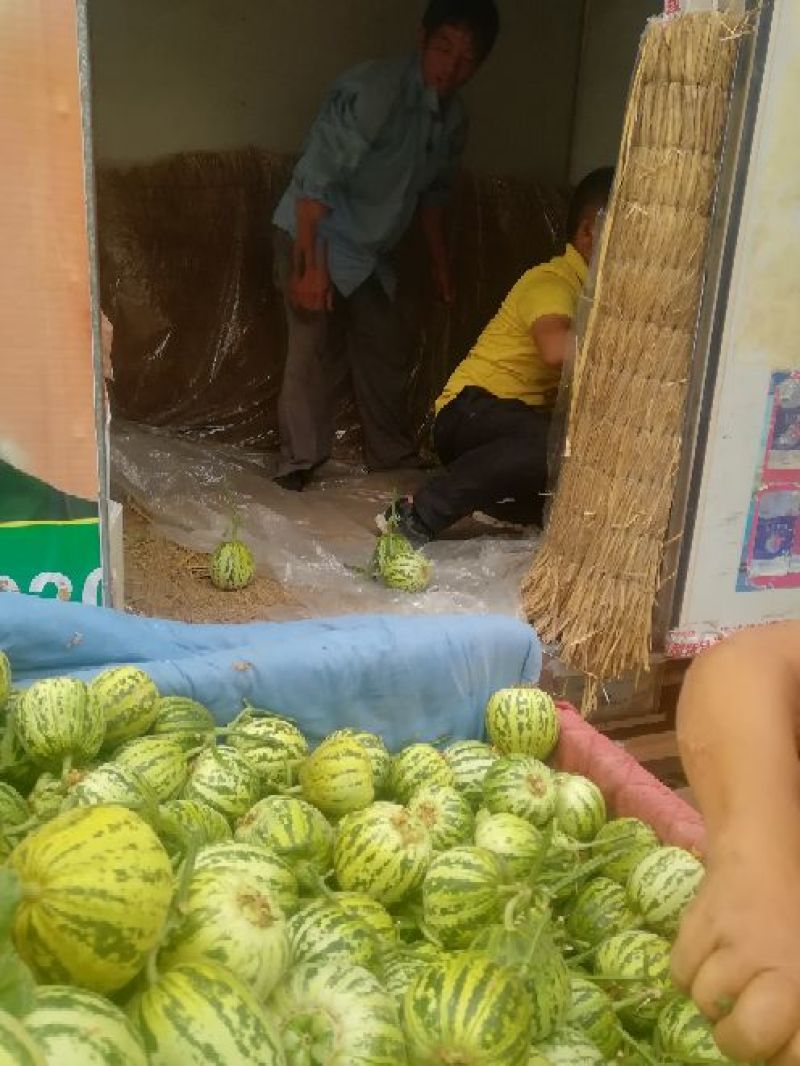 花蕾甜瓜，头茬瓜，个头均匀，上货量大，价格合理