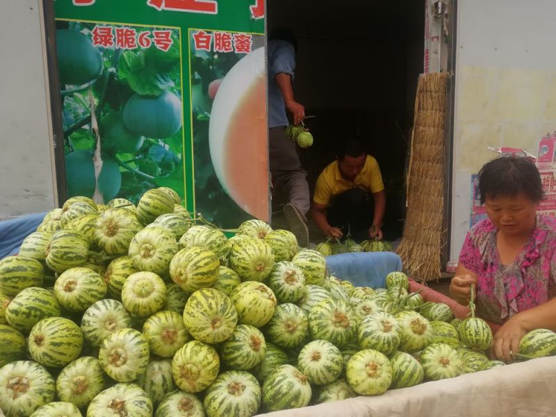 花蕾甜瓜，头茬瓜，个头均匀，上货量大，价格合理
