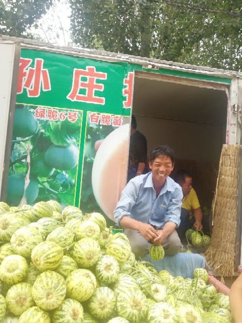 花蕾甜瓜，头茬瓜，个头均匀，上货量大，价格合理