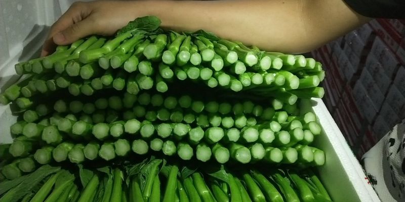 宁夏供港大中小菜心