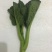 宁夏供港大中小菜心