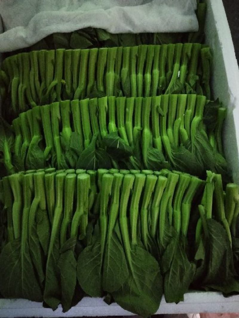 宁夏供港大中小菜心