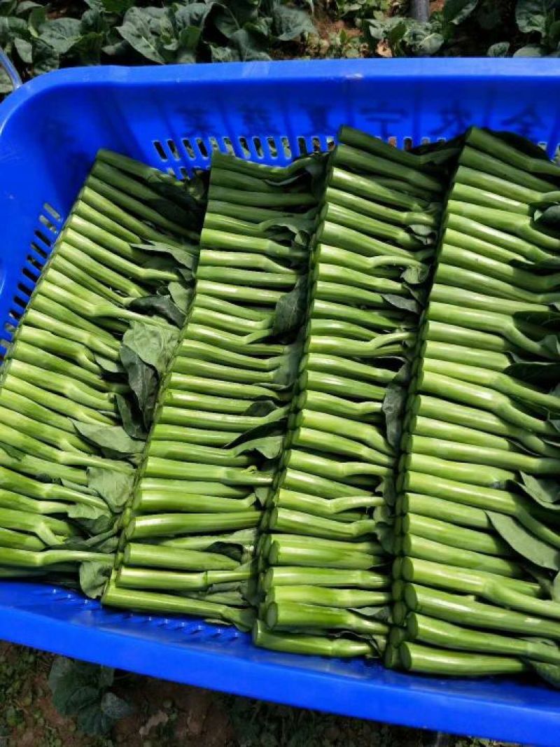 宁夏供港大中小菜心