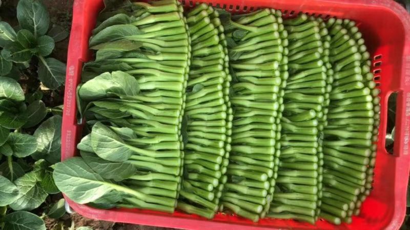 宁夏供港大中小菜心