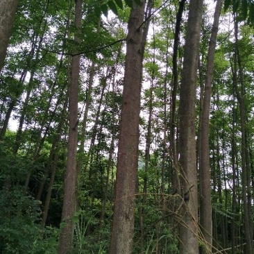 椿树