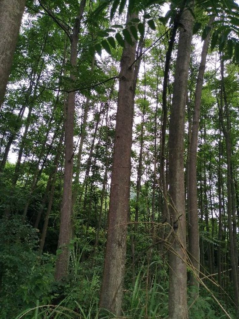 椿树