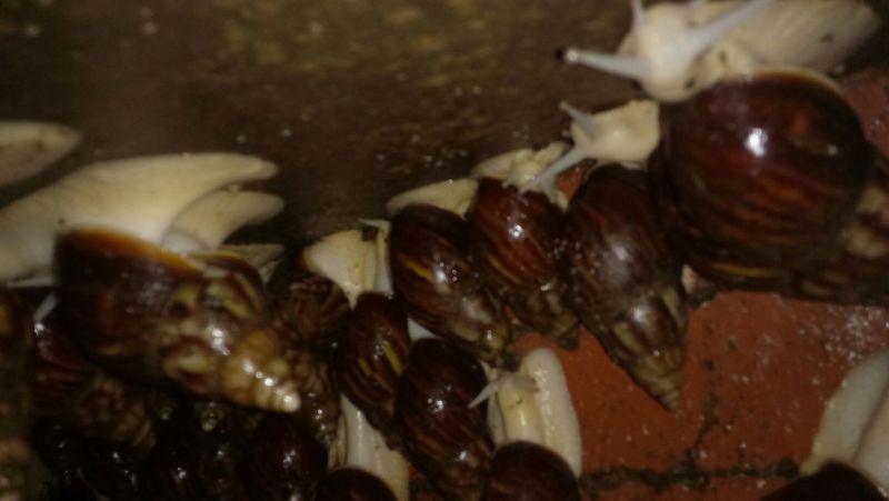 白玉蜗牛