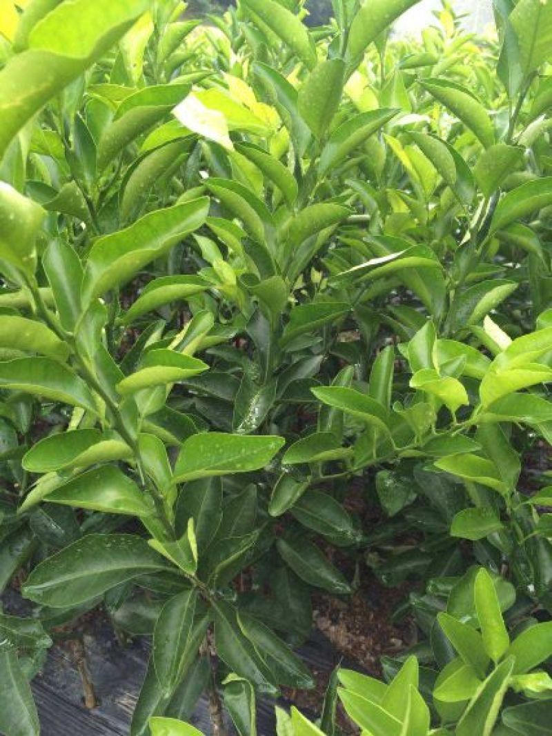香橙苗