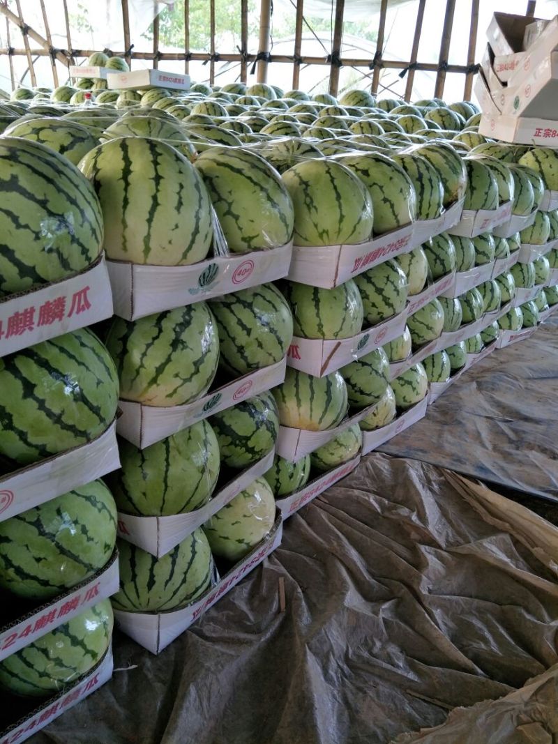 花麒麟西瓜头茬，7斤打底，专业装车，诚信经营。