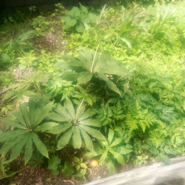 重楼苗大小种茎都有的哈