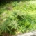 重楼苗大小种茎都有的哈