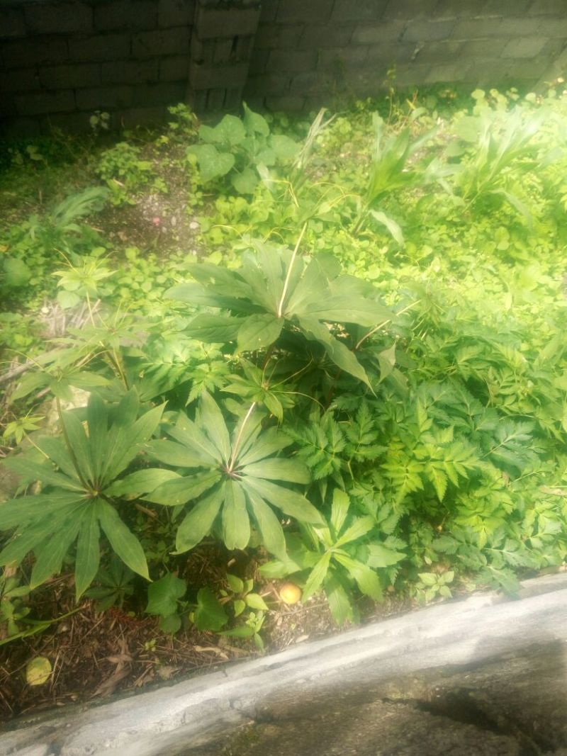 重楼苗大小种茎都有的哈